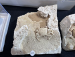 MINERVAL 2025. Feria de Minerales de Valencia