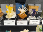 MINERVAL 2025. Feria de Minerales de Valencia
