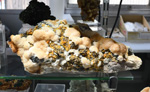 MINERVAL 2025. Feria de Minerales de Valencia