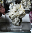 MINERVAL 2025. Feria de Minerales de Valencia