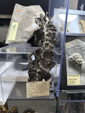 MINERVAL 2025. Feria de Minerales de Valencia