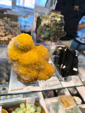 MINERVAL 2025. Feria de Minerales de Valencia