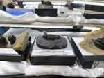 MINERVAL 2025. Feria de Minerales de Valencia