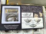 MINERVAL 2025. Feria de Minerales de Valencia
