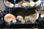 MINERVAL 2025. Feria de Minerales de Valencia