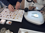 MINERVAL 2025. Feria de Minerales de Valencia