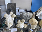 MINERVAL 2025. Feria de Minerales de Valencia