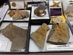MINERVAL 2025. Feria de Minerales de Valencia