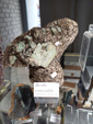 42 Edición Natura Minerales, Fósiles y Gemas