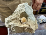 I Feria de Minerales de Pantoja