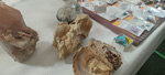 2ª Mesa de Minerales del Mar Menor