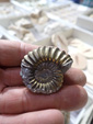 III Feria Internacional Minerales, Fósiles y Gemas de Utrillas
