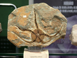 III Feria Internacional Minerales, Fósiles y Gemas de Utrillas