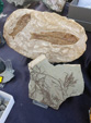 XII Mesa de Intercambio de MInerales de Alicante