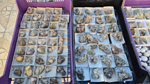 XIII Mesa de Intercambio de Minerales y Fósiles de Alicante