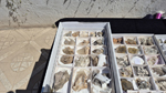 XIII Mesa de Intercambio de Minerales y Fósiles de Alicante