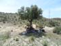 12 Mayo 2012 - Ulea Murcia