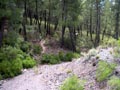 21 Junio 2014 - El Horcajo. Ciudad Real