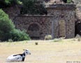 21 Junio 2014 - El Horcajo. Ciudad Real