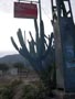 19, 20 Noviembre 2016 - Saltador, Lora, Minicas, Zarzadilla de totana y Ulea Murcia