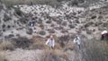 19, 20 Noviembre 2016 - Saltador, Lora, Minicas, Zarzadilla de totana y Ulea Murcia