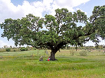Arroyo Fresnedoso