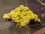 GMA. Museo Nacional de Ciencias Naturales